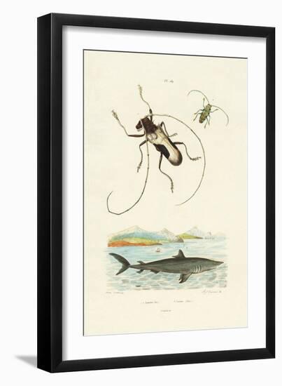 Longhorn Beetles, 1833-39-null-Framed Giclee Print