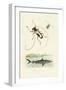 Longhorn Beetles, 1833-39-null-Framed Giclee Print