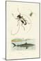 Longhorn Beetles, 1833-39-null-Mounted Giclee Print