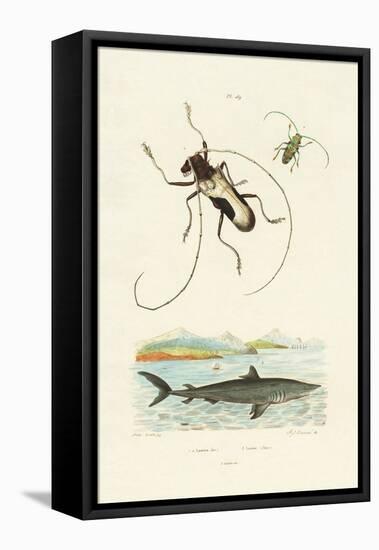 Longhorn Beetles, 1833-39-null-Framed Stretched Canvas