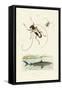 Longhorn Beetles, 1833-39-null-Framed Stretched Canvas