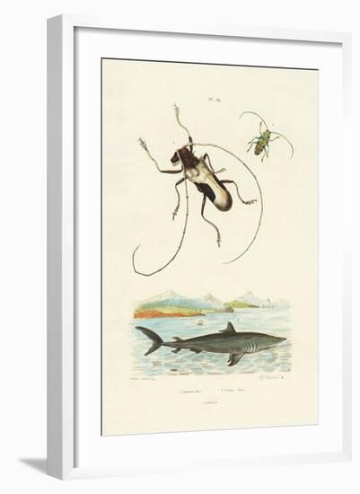 Longhorn Beetles, 1833-39-null-Framed Giclee Print