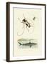 Longhorn Beetles, 1833-39-null-Framed Giclee Print