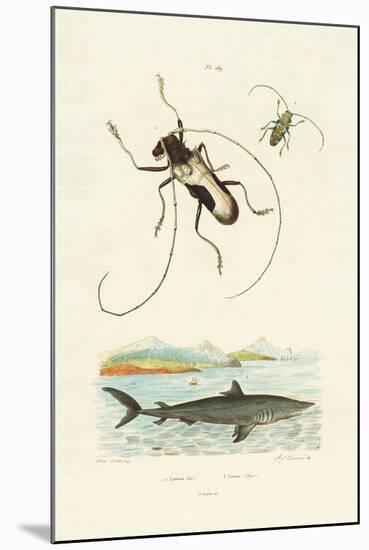 Longhorn Beetles, 1833-39-null-Mounted Giclee Print