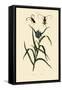 Longhorn Beetles, 1833-39-null-Framed Stretched Canvas