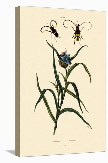 Longhorn Beetles, 1833-39-null-Stretched Canvas