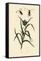 Longhorn Beetles, 1833-39-null-Framed Stretched Canvas