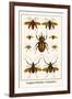 Longhorn Beetles, Cockchafers-Albertus Seba-Framed Art Print