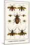 Longhorn Beetles, Cockchafers-Albertus Seba-Mounted Art Print