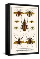 Longhorn Beetles, Cockchafers-Albertus Seba-Framed Stretched Canvas