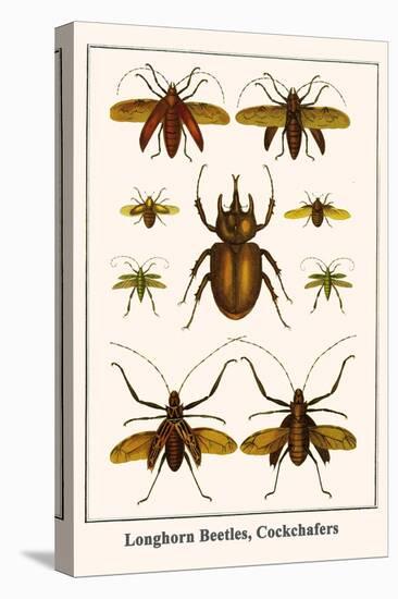 Longhorn Beetles, Cockchafers-Albertus Seba-Stretched Canvas