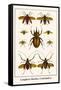 Longhorn Beetles, Cockchafers-Albertus Seba-Framed Stretched Canvas