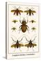 Longhorn Beetles, Cockchafers-Albertus Seba-Stretched Canvas