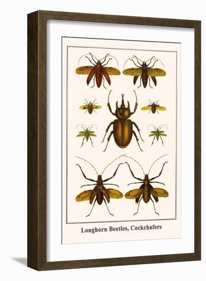 Longhorn Beetles, Cockchafers-Albertus Seba-Framed Art Print