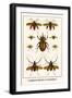 Longhorn Beetles, Cockchafers-Albertus Seba-Framed Art Print