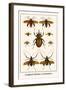 Longhorn Beetles, Cockchafers-Albertus Seba-Framed Art Print