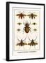 Longhorn Beetles, Cockchafers-Albertus Seba-Framed Art Print