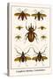 Longhorn Beetles, Cockchafers-Albertus Seba-Stretched Canvas
