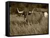 Longhorn Bull Wildlife, Oklahoma, USA-David Barnes-Framed Stretched Canvas