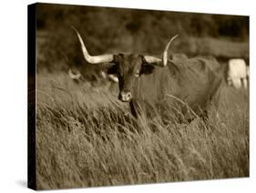 Longhorn Bull Wildlife, Oklahoma, USA-David Barnes-Stretched Canvas