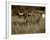 Longhorn Bull Wildlife, Oklahoma, USA-David Barnes-Framed Photographic Print