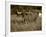 Longhorn Bull Wildlife, Oklahoma, USA-David Barnes-Framed Photographic Print