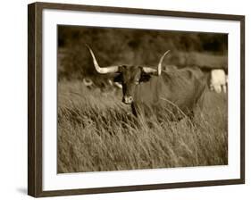 Longhorn Bull Wildlife, Oklahoma, USA-David Barnes-Framed Photographic Print