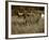 Longhorn Bull Wildlife, Oklahoma, USA-David Barnes-Framed Photographic Print