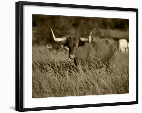 Longhorn Bull Wildlife, Oklahoma, USA-David Barnes-Framed Photographic Print