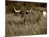 Longhorn Bull Wildlife, Oklahoma, USA-David Barnes-Mounted Photographic Print