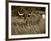 Longhorn Bull Wildlife, Oklahoma, USA-David Barnes-Framed Photographic Print