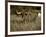 Longhorn Bull Wildlife, Oklahoma, USA-David Barnes-Framed Photographic Print