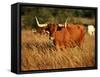 Longhorn Bull Wildlife, Oklahoma, USA-David Barnes-Framed Stretched Canvas