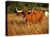 Longhorn Bull Wildlife, Oklahoma, USA-David Barnes-Stretched Canvas