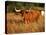 Longhorn Bull Wildlife, Oklahoma, USA-David Barnes-Stretched Canvas