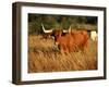 Longhorn Bull Wildlife, Oklahoma, USA-David Barnes-Framed Photographic Print