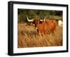 Longhorn Bull Wildlife, Oklahoma, USA-David Barnes-Framed Photographic Print