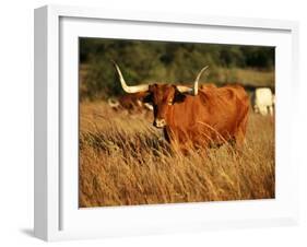 Longhorn Bull Wildlife, Oklahoma, USA-David Barnes-Framed Photographic Print