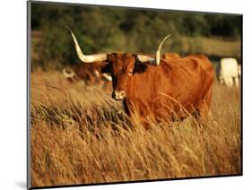 Longhorn Bull Wildlife, Oklahoma, USA-David Barnes-Mounted Photographic Print