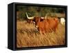 Longhorn Bull Wildlife, Oklahoma, USA-David Barnes-Framed Stretched Canvas