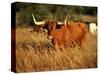 Longhorn Bull Wildlife, Oklahoma, USA-David Barnes-Stretched Canvas