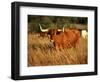 Longhorn Bull Wildlife, Oklahoma, USA-David Barnes-Framed Premium Photographic Print
