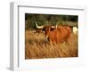 Longhorn Bull Wildlife, Oklahoma, USA-David Barnes-Framed Premium Photographic Print