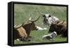 Longhorn Cattle in the Black Hills, South Dakota-null-Framed Stretched Canvas