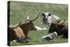 Longhorn Cattle in the Black Hills, South Dakota-null-Stretched Canvas