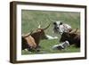 Longhorn Cattle in the Black Hills, South Dakota-null-Framed Photographic Print