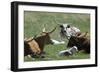 Longhorn Cattle in the Black Hills, South Dakota-null-Framed Photographic Print