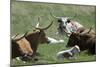 Longhorn Cattle in the Black Hills, South Dakota-null-Mounted Photographic Print