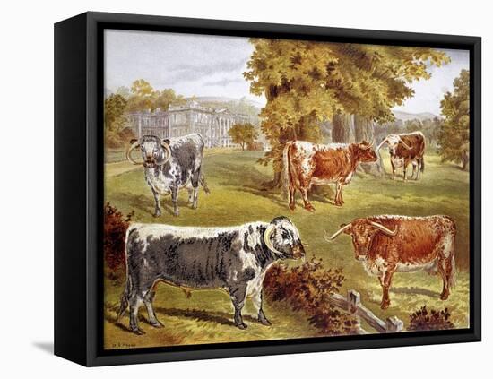 Longhorn Cattle Owned by Sir John Harpur-Crewe, Calke Abbey, 1885-null-Framed Stretched Canvas