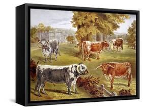 Longhorn Cattle Owned by Sir John Harpur-Crewe, Calke Abbey, 1885-null-Framed Stretched Canvas